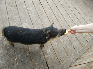 Image showing feeding black pig