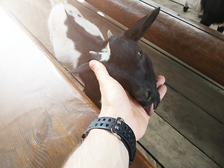 Image showing feeding little goat