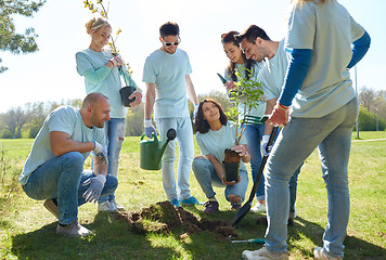 Image showing group of volunteers planting tree in park