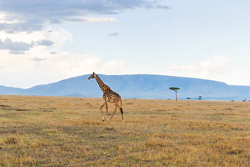 Image showing giraffe in savannah at africa