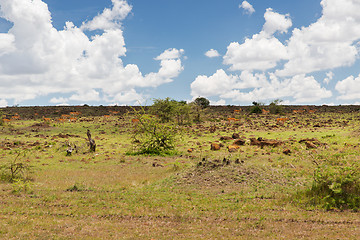 Image showing impala or antelopes grazing in savannah at africa