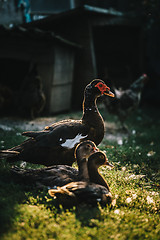 Image showing Flock of ducks in backyard