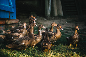 Image showing Flock of ducks in backyard