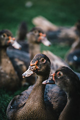 Image showing Flock of ducks in backyard