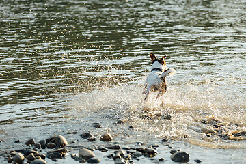 Image showing Dog running in water of sea