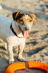 Image showing Adorable dog posing on beach