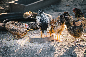 Image showing Livestock eating in yard