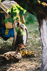 Image showing Flock of ducks in backyard