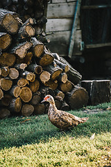 Image showing Flock of ducks in backyard