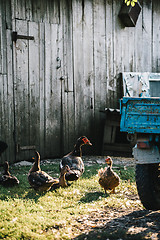 Image showing Flock of ducks in backyard