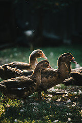 Image showing Flock of ducks in backyard