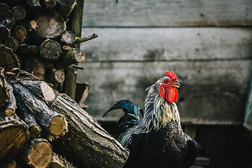 Image showing Colorful rooster in yard