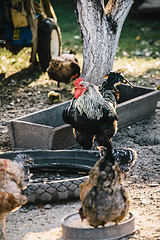 Image showing Hens in backyard feeding