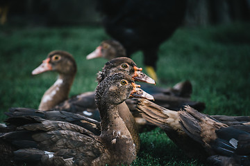 Image showing Flock of ducks in backyard