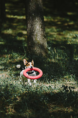 Image showing Dog running with toy in woods