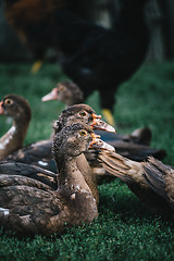 Image showing Flock of ducks in backyard