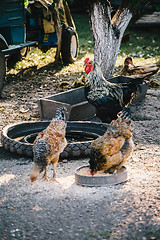 Image showing Hens in backyard feeding