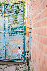 Image showing Dog looking out of fence