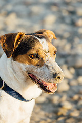 Image showing Adorable dog posing on beach