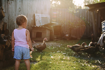 Image showing Little boy walking in farm yard