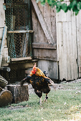 Image showing Hens in backyard feeding