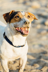 Image showing Adorable dog posing on beach