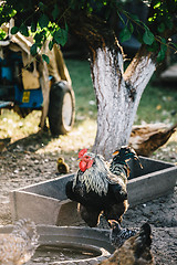 Image showing Hens in backyard feeding