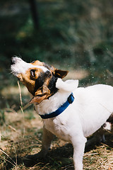 Image showing Dog shaking down from drops