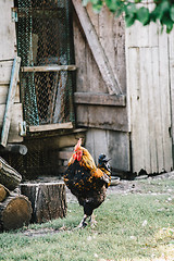 Image showing Hens in backyard feeding