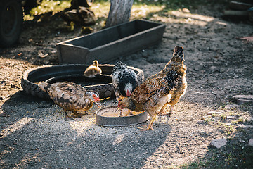 Image showing Livestock eating in yard