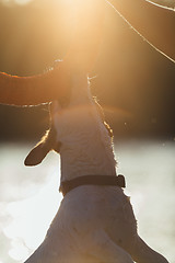 Image showing Dog playing with owner in sunlight