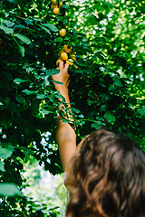 Image showing Little girl collecting plums in orchard