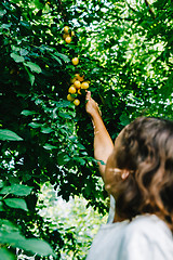 Image showing Little girl collecting plums in orchard