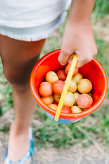 Image showing Crop girl holding bucket with plums