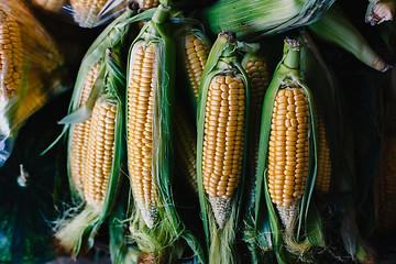 Image showing Corns on cobs in stack