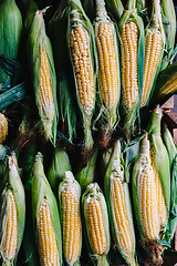 Image showing Corns on cobs in stack