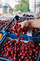 Image showing Crop person buying cherry