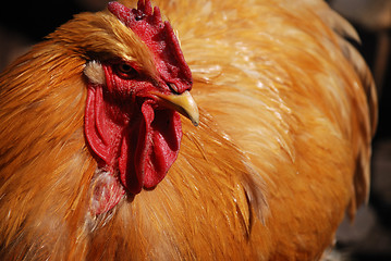 Image showing close-up portrait of rooster