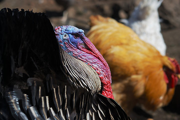 Image showing turkey in a birds yard