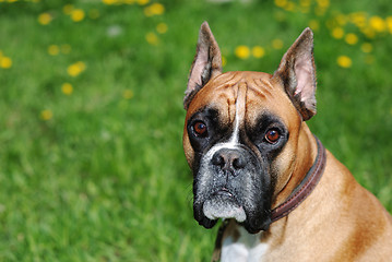 Image showing dog look at camera against green background 