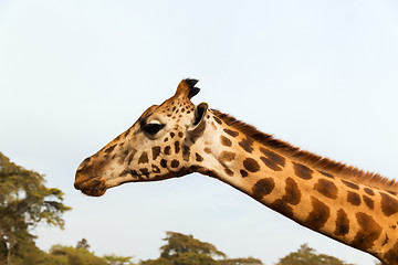 Image showing giraffe in africa