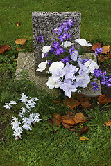 Image showing Purple and white flowers on a grave