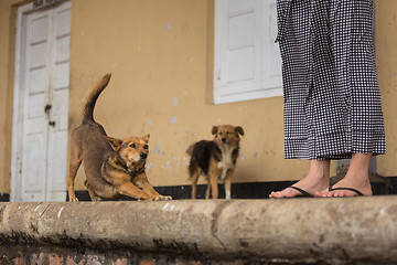 Image showing Happy lazy stray dogs hanging out at the train station.