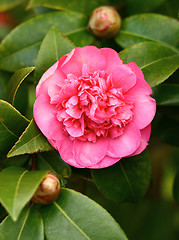 Image showing camelia flower