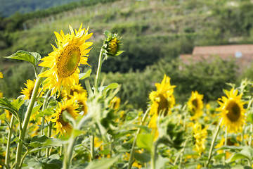 Image showing typical sunflower field