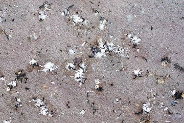 Image showing some bird poop on the ground