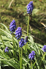 Image showing grape hyacinths