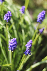 Image showing grape hyacinths