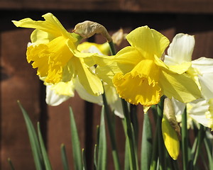 Image showing daffodils in the sunlight