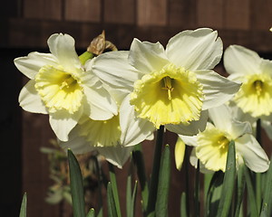 Image showing daffodils in the sunlight